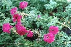 Glandularia pulchella